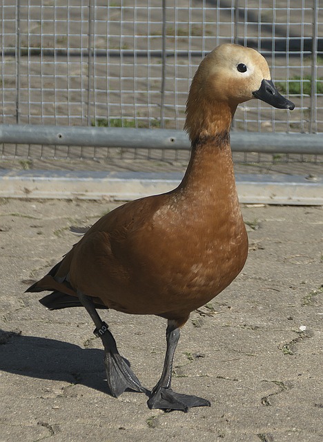 羅伊斯